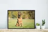 MuchoWow® MuchoWow® Gerahmtes Poster Deutscher Schäferhund Produktbild-Vorschau 4