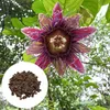 Semená Passiflora Quadrangularis - balenie 5 ks - Exotické Náhľad obrázku produktu 1