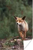 MuchoWow® Poster Fuchs - Wald - Regen 120x180 cm - Produktbild-Vorschau 1