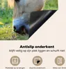 KitchenYeah© Herdabdeckplatte Weidendes Fjordpferd an einem Produktbild-Vorschau 4
