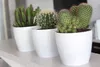 Three potted cacti on a shelf. Náhled obrázku produktu