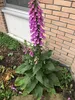 6 x  Digitalis purpurea - Fingerhut - Topf 9x9 cm Produktbild-Vorschau 2