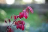 Euonymus alatus 'Compactus', Flügel-Spindelstrauch, 60–80 Produktbild-Vorschau 8