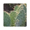 MuchoWow® Mauspad Mousepad Botanischer Kaktus Fotodruck Produktbild-Vorschau 1