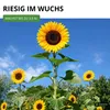 Sonnenblumen Einfache Riesen Samen - Helianthus annuus - Produktbild-Vorschau 5