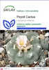 SAFLAX - Peyotl Cactus - 20 Nasiona - Lophophora williamsii Podgląd zdjęcia produktu 1