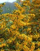 Pyracantha 'Saphyr Jaune', Feuerdorn, gelb, 60–80 cm Produktbild-Vorschau 3