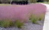 Stauden Gänge 5 x Muhlenbergia capillaris im 1 Liter Topf - Produktbild-Vorschau 5