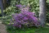 Rhododendron 'Praecox', frühblühend, lila, 30–40 cm Produktbild-Vorschau 3