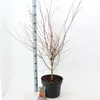 Acer pal. 'Katsura' - Acero giapponese | 100-120 cm in vaso Anteprima dell’immagine prodotto 1