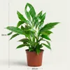 Spathiphyllum (mesiacovka) - izbová rastlina, 70 - 80cm, Náhľad obrázku produktu 3