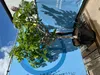 A potted fig tree is displayed outdoors against a blue banner and wooden decking. Produktbild-Vorschau