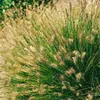 Pennisetum alopecuroides 'Little Bunny', Lampenputzergras, Produktbild-Vorschau 3