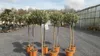 Olivenbaum Olive 160 - 180 cm Hochstamm, beste Qualität, Produktbild-Vorschau 9