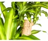 Dracaena Fragrans Massangeana - 170-190cm - Ø30cm - Produktbild-Vorschau 4
