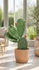 Opuntia ficus-indica (vijgencactus), 50–60 cm – Echte Productafbeelding-voorbeeld 1