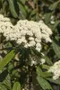Viburnum rhytidophyllum, Immergrüner Schneeball, 40–60 cm Produktbild-Vorschau 6