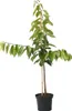 Große Schwarze Knorpelkirsche Buschbaum 110-140 cm 10 Liter Produktbild-Vorschau 1