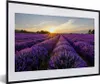 MuchoWow® Gerahmtes Poster Lavendel - Blumen - Produktbild-Vorschau 1