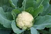 SAFLAX - BIO - Květák - Sněhová koule - Brassica oleracea Náhled obrázku produktu 7