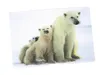 3 D Ansichtskarte Eisbären, Eisbär Raubtier Postkarte Produktbild-Vorschau 2