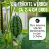 A close-up of a small, green, oval-shaped fruit with white speckles, hanging from a vine. Produktbild-Vorschau
