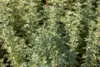 Artemisia absinthium, Wermut, silbrig-grün, ca. 9x9 cm Topf Produktbild-Vorschau 4