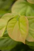 Cercis chinensis 'Avondale', Judasbaum, purpurrosa, 40–60 Produktbild-Vorschau 1