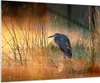 Bilder auf glas - Vogel Natur Wasser - 100x70cm - Produktbild-Vorschau 1
