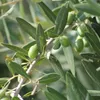 Bloomique - Olea Europaea - Olivenbaum Echt - Produktbild-Vorschau 4