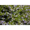 Cuphea hyssopifolia, lila - Scheinmyrte, Köcherblume, im Produktbild-Vorschau 2