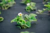 50m² de non-tissé anti-mauvaises herbes, non-tissé de Voir les images du produit 4