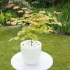 A potted Japanese maple tree with light green and pink leaves sits on a white stand in a garden. Produktbild-Vorschau