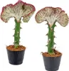 Bloomique - Lot de 2 - Euphorbia Lactea Cristata - Euphorbe Voir les images du produit 1