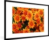 MuchoWow® Gerahmtes Poster Blumen - Orange - Chrysantheme Produktbild-Vorschau 1