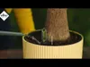 A plant is being watered in a pot with a self-watering system. Produktbild-Vorschau