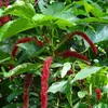 Chenille (Acalypha hispida)  – 10 semien Náhľad obrázku produktu 1