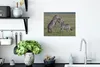 MuchoWow® Poster Spielende Zebras 40x30 cm - Plakate für Produktbild-Vorschau 4
