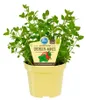 Erdbeer-Minze- Mentha species - Kräuterpflanze im 12cm Topf Produktbild-Vorschau 1