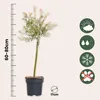 Wierzba całolistna - 2 szt - Salix integra 'Flamingo' - Podgląd zdjęcia produktu 2