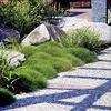 A garden path with decorative grass and rocks. Produktbild-Vorschau