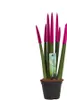 A potted Sansevieria Cylindrica plant with fuchsia-tipped leaves against a white background. Anteprima dell’immagine prodotto