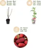 GreenboutiQ - Obstpflanzen - Taybes - Rubus Tayberry - Produktbild-Vorschau 4