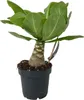 Palmier hawaïen - Brighamia insignis - Hauteur 25-35cm - Voir les images du produit 1