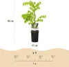 Green boutiQ - Glycine - Wisteria floribunda Tricolour - Voir les images du produit 2