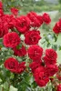 Rosa 'Amadeus', Kletterrose, leuchtend rot, 5-7,5 Liter Produktbild-Vorschau 2