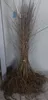 Sandbirke Hängebirke Betula pendula 100–150 cm – Produktbild-Vorschau 1