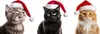 TRIXIE PREMIO Adventskalender für Katzen, 24,5 × 37 × 3,5 Náhľad obrázku produktu 21