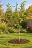 Apfelbaum Braeburn, alberello – Malus domestica – Mela Anteprima dell’immagine prodotto 3