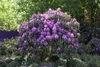 Rhododendron 'Roseum Elegans', rosa Blüten, 30–40 cm Produktbild-Vorschau 4